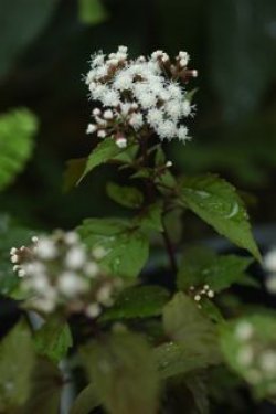 画像1: 紫葉（銅葉）フジバカマ　