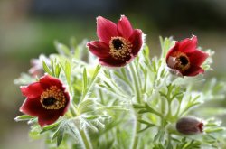 画像1: オキナグサ