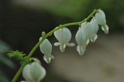画像2: 白花タイツリソウ 