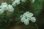 画像1: 八重咲きコデマリ 10.5Lp (1)