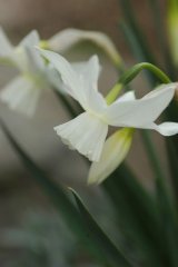 水仙　タリア　2球   植え込み