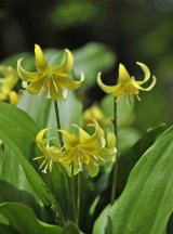  黄花カタクリ　2球植え込み