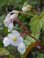 画像1: 白花ウラベニシュウカイドウ　 (1)