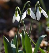 スノードロップ　３球 　 植え込み