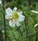 画像2: 白花リーガルリリー　大球　 植え込み (2)