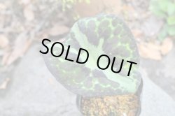 画像5: 湖南ハッカクレン　一作開花見込み苗