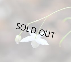 画像2: エピメディウム・オギスイ　　パールピンク　（イカリソウ）