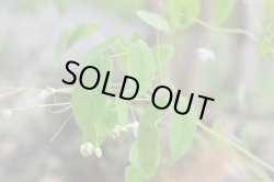 画像4: エピメディウム・オギスイ　　パールピンク　（イカリソウ）