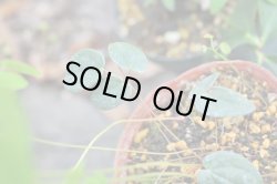 画像5: エピメディウム・オギスイ　　パールピンク　（イカリソウ）