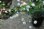 画像1: 台湾バイカカラマツ 　四季咲き　10.5p (1)