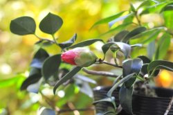 画像7: 椿　三河雲竜