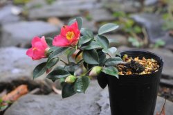 画像3: 椿　三河雲竜