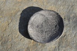 画像1: 苔玉．小山飾り用平皿　10cm