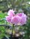 画像1: 八重咲きシャクナゲ　立山桜 (1)