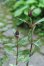 画像3: 斑入り八重咲きマツモトセンノウ (3)