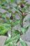 画像2: 斑入り八重咲きマツモトセンノウ (2)