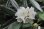 画像1: アマギシャクナゲ　白花 (1)