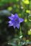 画像2: 紫花八重咲きキキョウ (2)