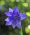 画像1: 紫花八重咲きキキョウ (1)