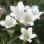 画像1: 白花リンドウ (白花ササリンドウ） (1)