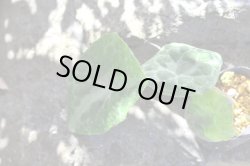 画像3: 湖南ハッカクレン　一作開花見込み苗