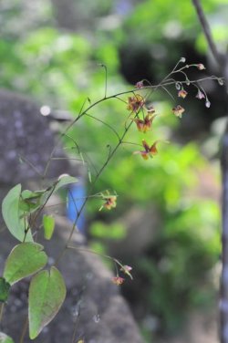 画像2: イカリソウ　茜