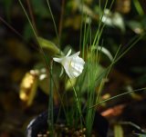 スイセン　カンタブリクス　モノフィラス　3球