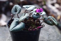 画像1: 原種シクラメン　コウム　桃花系　シルバーリーフ
