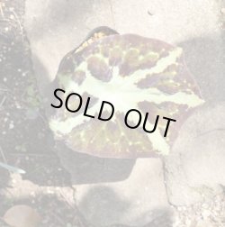 画像2: 湖南ハッカクレン　一作開花見込み苗