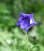 画像3: 紫花八重咲きキキョウ (3)