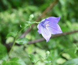 画像4: 紫花八重咲きキキョウ