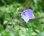 画像4: 紫花八重咲きキキョウ (4)