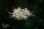 画像2: 白花ヒガンバナ　（リコリス　アルビフローラ） (2)