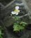画像2: 白花チャボシュウメイギク (2)