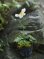 画像3: 白花チャボシュウメイギク (3)