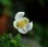 画像1: 白花チャボシュウメイギク (1)