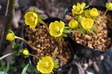 黄花セツブンソウ　２球入り