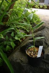 八重キイジョウロウホトトギス　紀伊牡丹