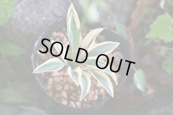 画像1: 黄覆輪オトメギボウシ