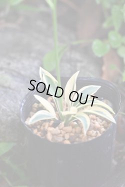 画像2: 黄覆輪オトメギボウシ