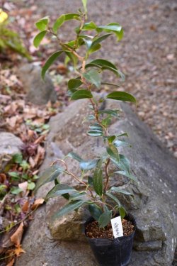 画像6: 椿　三河雲竜