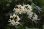 画像1: 白花ヒガンバナ　（リコリス　アルビフローラ） (1)