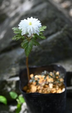 画像2: 八重咲きキクザキイチゲ　’雪の精’