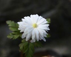 画像1: 八重咲きキクザキイチゲ　’雪の精’