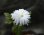 画像1: 八重咲きキクザキイチゲ　’雪の精’ (1)