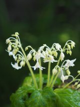 白花イワタバコ