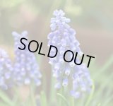 ムスカリ　ブリングブリング（ブリンブリン） 4球 植え込み