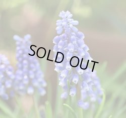 画像1: ムスカリ　ブリングブリング（ブリンブリン） 4球 植え込み