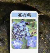 ヤマアジサイ　星の雫