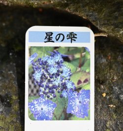 画像3: ヤマアジサイ　星の雫